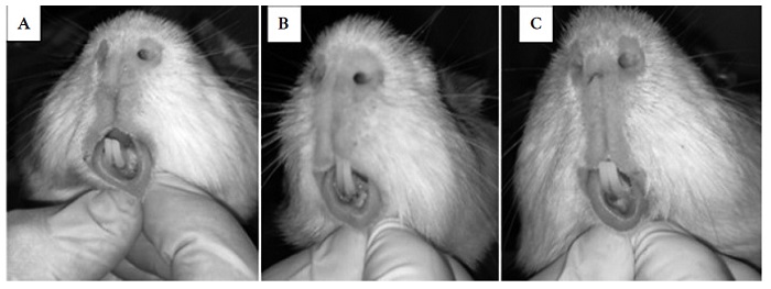 Caracter�sticas de la herida al cuarto d�a. A. �cido hialur�nico; B. Miel de abeja; C. Grupo control.