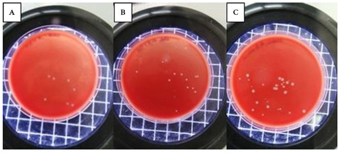 Conteo de UFC de dos cajas Petri para cada muestra del grupo de �cido hialur�nico (A), grupo de miel de abeja (B) y grupo control (C).