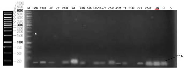 Electroforesis en gel agarosa 1 % de los productos de amplificaci�n con los primers smut. Fragmento de 137 pb.