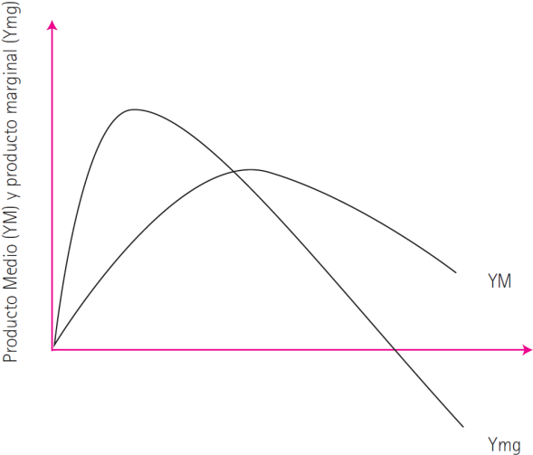 2. Producto medio y producto marginal