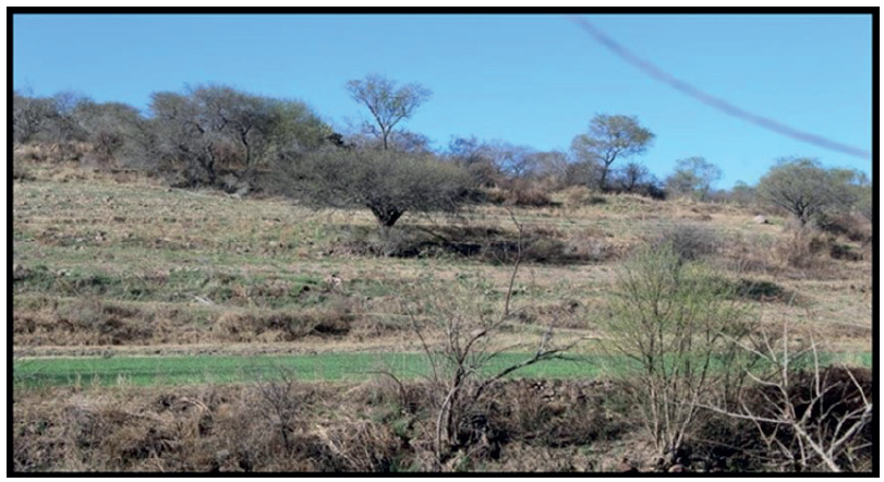 Terrazas de uso agrcola, ladera baja, Cerro de la Santa Cruz en Atotonilco, Momax