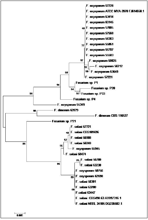 Dendrogram of the 28S rDNA region of 34 clinical isolates of Fusarium spp., and five sequences of Fusarium spp., taken from the GenBank, constructed by Neighbor Joining with Bootstrap support > 50%, with 1000 replications