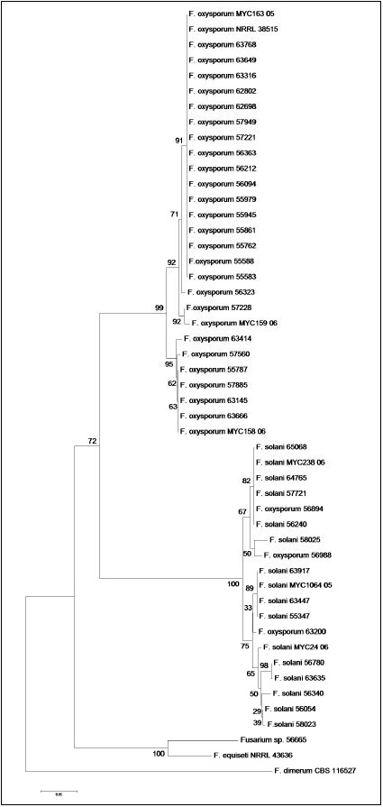 Dendrogram of the TEF1-α region of 41 clinical isolates of Fusarium spp, eight sequences of Fusarium spp., taken from the GenBank and eight sequences from Fusarium ID, constructed by Neighbor-Joining, waith supporting Bootstrap, 1000 replications, under the model of Jukes-Cantor