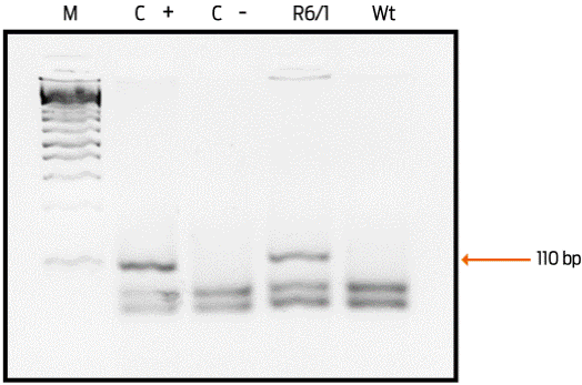 Representative image of the genotype identification. An agarose gel is shown representing the PCR products obtained to determine the presence of the mutated Huntingtin gene. Lane (C +): positive control showing the 110-base pair band (bp). Lane (C -): negative control of the reaction. Only the band of the expected molecular weight for an R6/1 transgenic mouse is shown, but it is not observed in the wild-type mouse. M = molecular weight marker.
