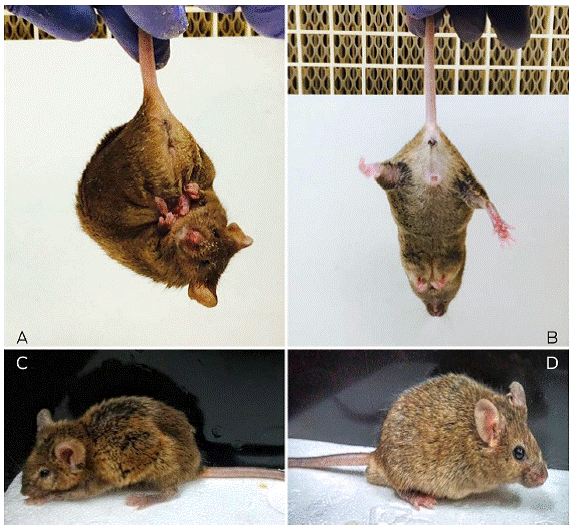 Representative image of animal’s phenotype. A) Male transgenic mouse R6/1 showing the typical feet-clasping posture. B) The feet-clasping posture is absent in the Wt mouse. C) The typical back-curvature posture and low weight are shown in the R6/1 male transgenic mouse. D) Wt mouse with normal fur and weight.