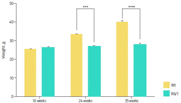 Corporal weight of R6/1 and Wt mice at 10, 24 and 35 weeks. R6/1 mice showed significant differences from week 24 in comparison with Wt mice. Two-way ANOVA, post hoc Šidak: time, F (2, 87) = 28.66, P < 0.0001; genotype, F (1, 87) = 42.36, P < 0.0001. Data are presented as the mean ± SEM, n = 4 per group, ***P < 0.001, ****P < 0.0001.