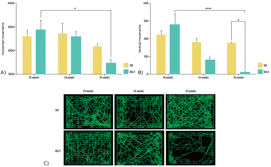 Motor activity. The number of horizontal (A) and vertical (B) movements diminish in a significant way across weeks in R6/1 mice; Wt mice showed constant motor activity. C) Map of the total walked distance. A) Horizontal movements. Two-way ANOVA, post hoc Tukey: time, F (2, 18) = 6.057, P = 0.0097; genotype, F (1, 18) = 0.6263, P = 0.4390. B) Vertical movements. Two-way ANOVA, post hoc Tukey; time, F (2, 18) = 15.02 P = 0.0001; genotype, F (1, 18) = 46.02 P = 0.0113. Data are displayed as the mean ± SEM; n = 4 per group, *P < 0.05, ****P < 0.0001.