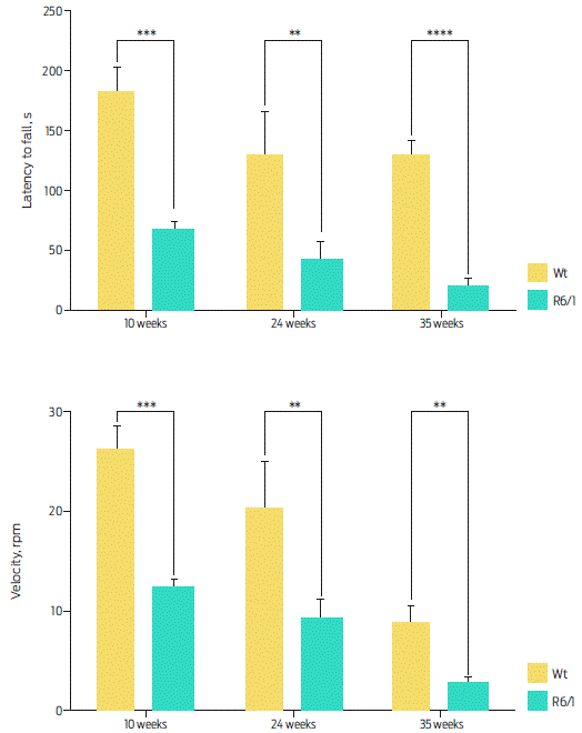 Rotarod activity. A) Duration. The R6/1 mice stayed less time on the rotarod compared with Wt mice in all tested weeks. Two-way ANOVA, post hoc Šidak; time, F (2, 34) = 5.773, P = 0.0069; genotype, F (1, 34) = 62.04, P < 0.0001. B) Speed. R6/1 mice fell from the rotarod at a lower speed than Wt mice. Two-way ANOVA, post hoc Sidak; time, F (2, 34) = 34.66 P < 0.0001; genotype, F (1, 34) = 46.02 P < 0.0001. Data are presented as the mean ± SEM; n = 10 per group, **P < 0.01, ***P < 0.001, ****P < 0.0001.