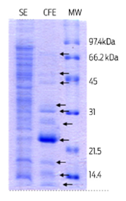 12% SDS PAGE stained with Coomassie R-250 blue, showing bands from a soluble protein extract (SE) and culture filtrate protein extract (CFE) derived from a M. bovis AN5 culture. A total of 20 µg and 10 µg of protein were analyzed from the SE and the CFE respectively. MW: low-range Bio-Rad molecular weight.