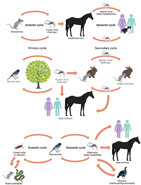 Ciclos enzoótico y epizoótico de las encefalitis equinas. a) EEV.
El ciclo de transmisión enzoótica se mantiene entre roedores y otros
vertebrados (como ratas, murciélagos y zarigüeyas), que actúan como
reservorios, y los mosquitos del género Culex, que
son los vectores principales. En el ciclo epizoótico de esta
enfermedad, los vectores son los moscos de los géneros
Aedes y Psophora, y los
huéspedes amplificadores son los caballos (que pueden presentar
altos niveles de viremia); b) EEO. El ciclo enzoótico se mantiene
entre las aves paseriformes como reservorios, y el mosquito
C. tarsalis como vector. En el ciclo
epizoótico, las aves paseriformes participan como huéspedes
amplificadores, mientras que los caballos y los humanos son
huéspedes finales. Los roedores y lagomorfos, pueden también fungir
como huéspedes de amplificación cuando se infectan por mosquitos
Aedes; c) EEE. En hábitats pantanosos el ciclo
enzoótico se mantiene entre aves paseriformes (que participan como
reservorios) y los huéspedes amplificadores. Los vectores
principales en este tipo de ciclo son los mosquitos Culiseta
melanura. En algunos países de sudamérica los roedores
y los reptiles pueden actuar también como reservorios. Debido a que
las aves paseriformes desarrollan altos niveles de viremia, son
capaces de infectar a un gran número de vectores. Los humanos y los
caballos son hospederos finales, pues no desarrollan un nivel de
viremia suficiente para transmitir el virus. Adaptado de Go
et al.3
