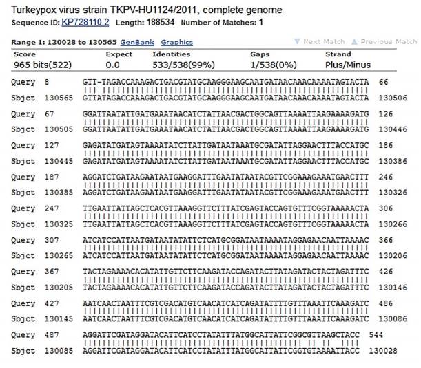 Sequence analysis of the PCR product alignment obtained from chorioallantoic membranes infected with Turkeypoxvirus, using the NCBI BLAST program. The product showed a 99% identity with a Turkeypoxvirus strain.