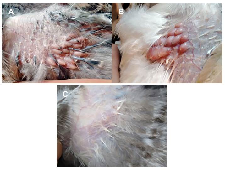 Photographs of the thigh region of eight-week-old turkey chicks from the three treatment groups after being challenged through an excoriation with a turkeypoxvirus isolate. A) Control. B) Heterologous vaccine. C) Homologous vaccine. Lesions consistent with a pox infection can be seen in A and B. No post-challenge lesions are observed in photograph C.