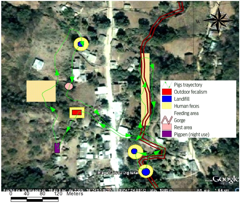 Trajectory of a group of pigs in places where they can rest and consume fecal matter. San Martín Pachivia, Guerrero, Mexico.