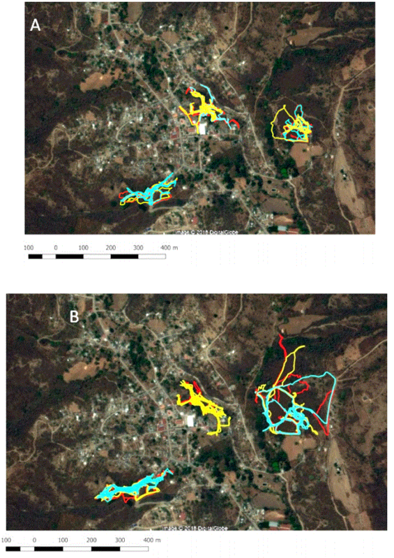 Trajectories of the three pig groups in two seasons of the year. San Martín Pachivia, Guerrero, Mexico. A Dry season. B Rainy season Each color represents pig displacement in a different day.