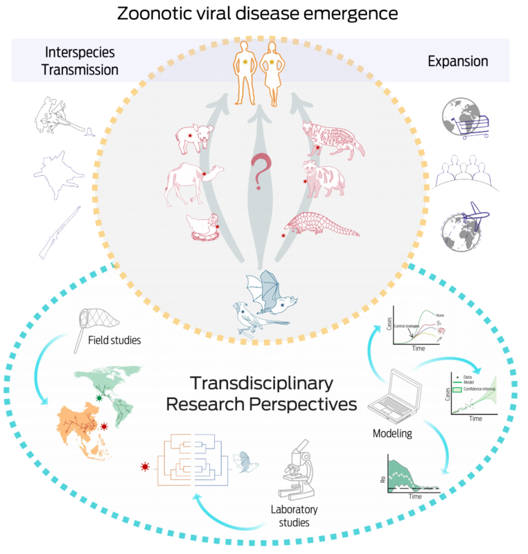 (Top) Emergence of zoonotic viral diseases in human populations is linked to 1) Interspecies transmission, determined by a series of processes that link the ecological dynamics of infection between wildlife reservoir hosts (blue), intermediate hosts (red), and human hosts (yellow). Biological factors of the reservoir hosts shape the susceptibility of intermediate and human hosts. The epidemiological and behavioral determinants of exposure related to ecological factors such as land use change, expansion of the agricultural and livestock boundaries, legal and illegal trafficking of wildlife species, urbanization, changes to environmental and climate conditions, and water, soil, and air pollution are also associated; and 2) Disease expansion is determined by anthropogenic, political, economic, and social forces operating at local, national, regional, and global levels. These forces are related to the increasingly globalized flow of people, products and food, as well as domestic and wild animals. (Bottom) Understanding the complex interactions that underlie the emergence of zoonotic diseases requires a transdisciplinary approach that includes theories and methodologies from diverse fields of study, such as ecology, molecular epidemiology, biogeography, evolutionary biology, and mathematics to address the emergence of new viruses.