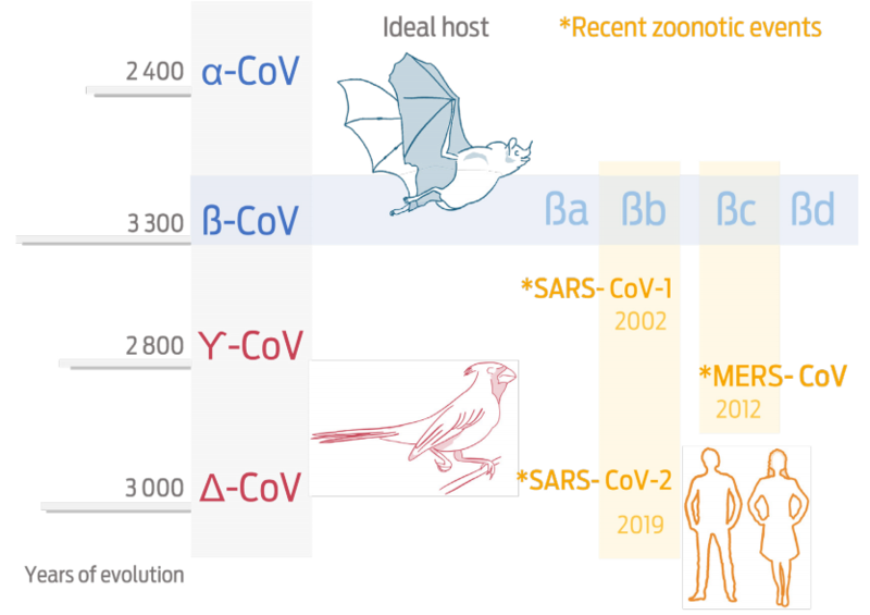 Bats are proposed as ideal host for α-CoVs and &szlig;-CoVs, and birds for ϒ-CoVs and Δ-CoVs. CoVs that affect humans are found within the α-CoV and &szlig;-CoV genera with four distinct sub-genera: &szlig;a, &szlig;b, &szlig;c, and &szlig;d. The two SARS CoVs that affect humans are only found in the subgenus &szlig;b, while MERS-CoV is part of the &szlig;c subgenus.