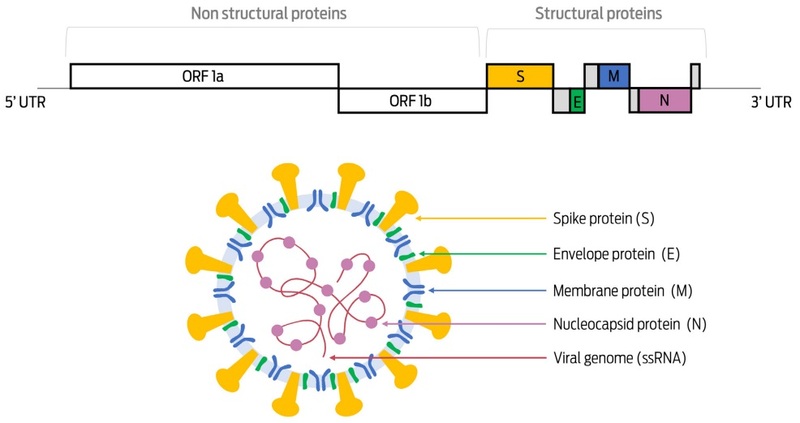 (Top) General schematic representation of the genomic organization of coronaviruses. (Bottom) Schematic diagram of a coronavirus virion and its primary structural proteins.