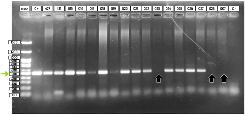 Agarose gel (1%) stained with ethidium bromide and some of the amplified 508 bp products from the FeLV env region. Lane 1: bp marker; lane 2: positive control; lanes 3-12 and 14-17: positive samples; lanes 13, 18 and 19, negative samples; lane 20: negative control.