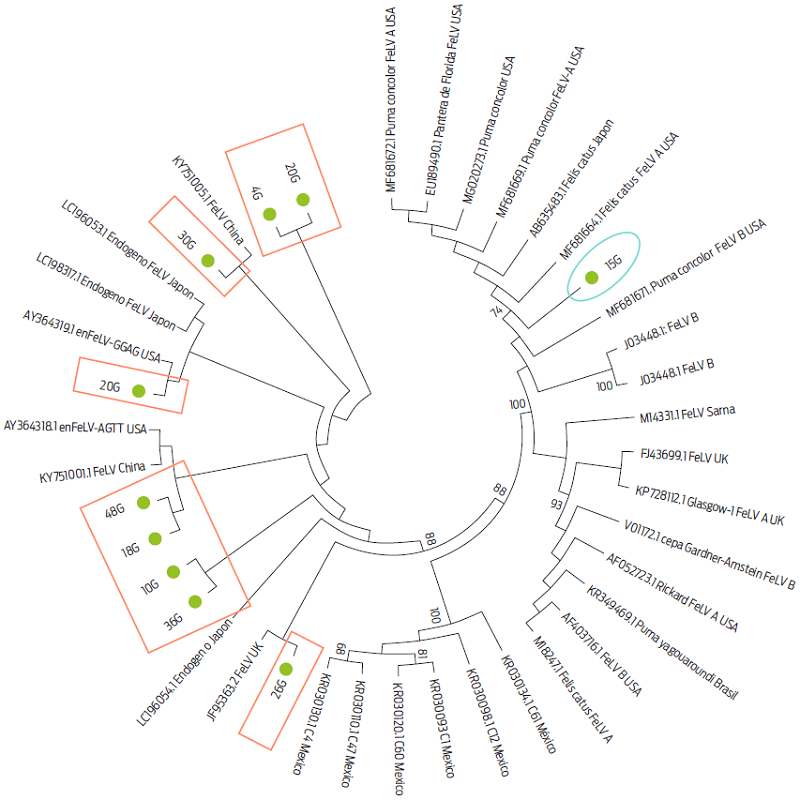 Phylogenetic tree constructed with the maximum likelihood method, including partial FeLV env gene sequences obtained from domestic cats in Mérida, Yucatán, Mexico, (•) and partial endogenous and exogenous FeLV subtype sequences available in GenBank. Red: endogenous associated sequences, purple: exogenous associated sequence.