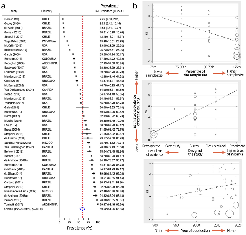 a) Forest plot of the 43 studies included in the meta-analysis for estimating the prevalence of carcass bruising in cattle from America, b) results of meta-regression analyses of the prevalence of carcass bruising according to the percentile of the sample size (upper panel), the design of the study (middle panel), and publication year (bottom panel). Please note the contrasting effect of the covariates on the estimated values for prevalence.