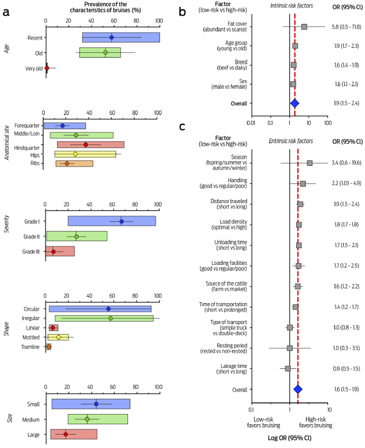 a) Floating bars showing the prevalence and 95 % CI per category of each characteristic of the bruises and forest plots according to subgroup meta-analysis, b) intrinsic risk factors, c) extrinsic risk factors for carcass bruising. Please note that it is not expected that the prevalence of the characteristics of the bruises sum up to 100 % across the categories because not all the studies reported the full set of categories for each characteristic.