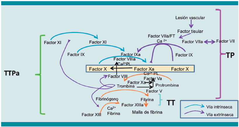 Factor Xa en la convergencia de las vías intrínseca y extrínseca.
TP: tiempo de protrombina; TTPa tiempo de
tromboplastina parcial activado.