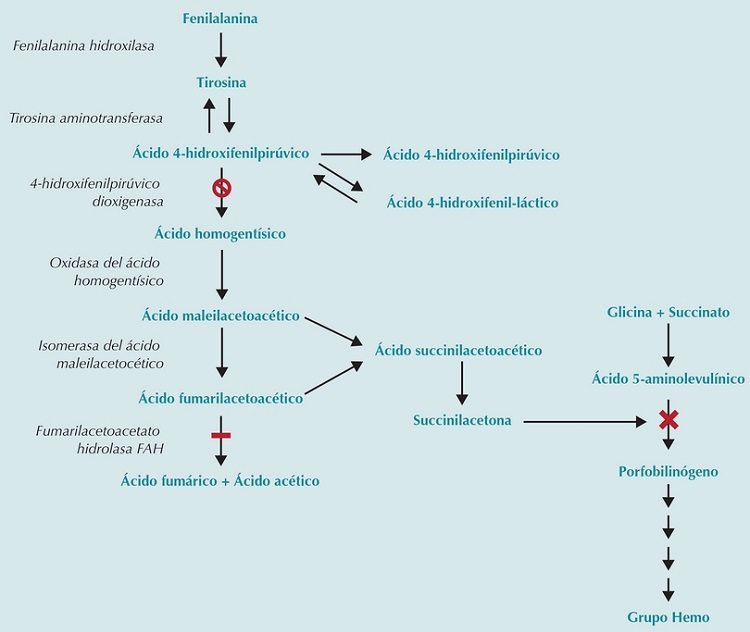Ruta metab&oacute;lica de la tirosina. La barra negra se&ntilde;ala el sitio del bloqueo de la enzima fumarilacetoacetato hidrolasa, responsable de la tirosinemia hepatorrenal; la cruz muestra el sitio de inhibici&oacute;n del metabolismo del grupo Hemo por acumulaci&oacute;n de succinilacetona. El s&iacute;mbolo ⍉ se&ntilde;ala el sitio de acci&oacute;n de la nitisinona.