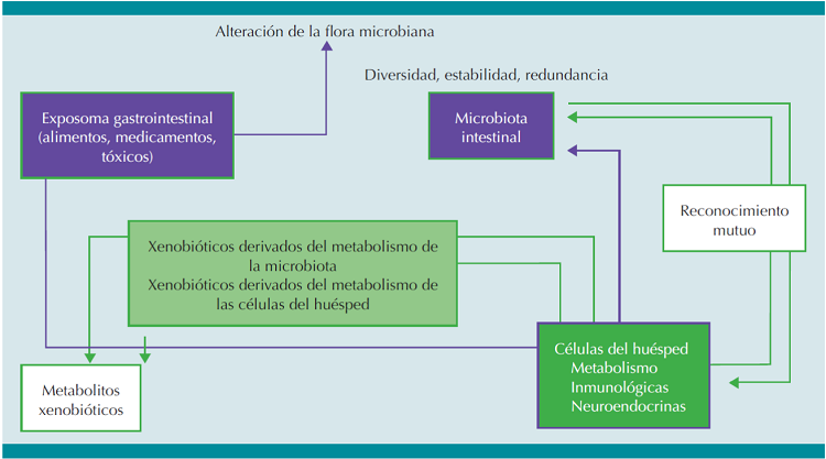 V&iacute;as esquem&aacute;ticas del ambiente gastrointestinal. Los xenobi&oacute;ticos de
							la mucosa se convierten en metabolitos favorables o nocivos para las
							c&eacute;lulas del hu&eacute;sped y de la microbiota intestinal, que rec&iacute;procamente
							influyen en la biodiversidad de la microbiota intestinal y la integridad
							de las c&eacute;lulas del hu&eacute;sped. La microbiota intestinal continuamente
							interact&uacute;a con el hu&eacute;sped a trav&eacute;s de se&ntilde;ales inmunol&oacute;gicas y
							neuroendocrinas.