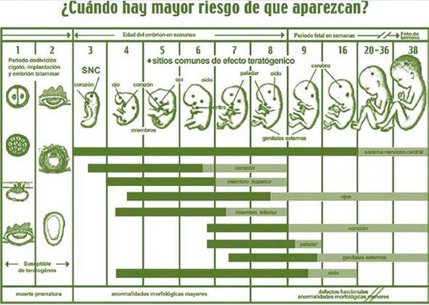 Etapas de desarrollo embrionario.
