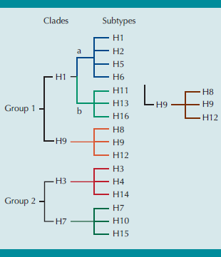 &Aacute;rbol filogen&eacute;tico y Clade de un grupo de linajes de influenza aviar.