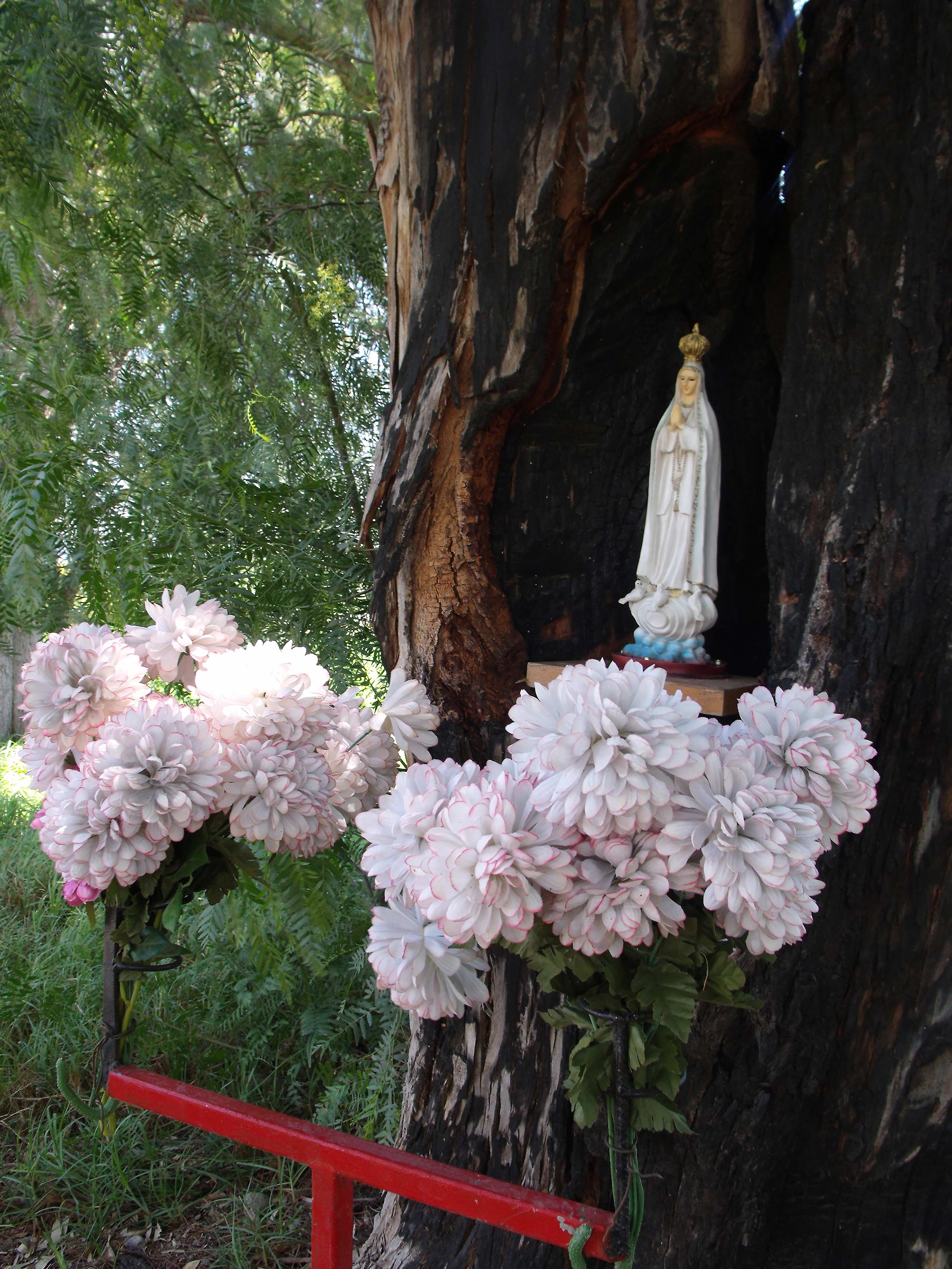 Virgen de Fátima en un árbol. Rancho de Fátima, San Felipe, Guanajuato, 2010.