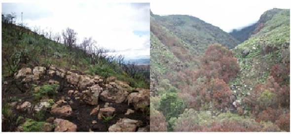(A) Cobertura post quema de afloramiento rocoso. (B) Cobertura en relictos boscosos de robledal.