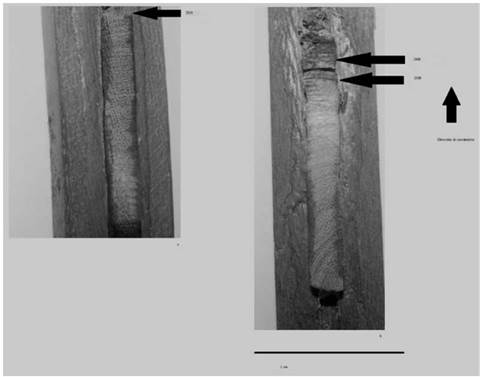 Madera de Cordia alliodora. (C) Barreno de crecimiento tomada en el año 2008, (D) y en 2009.