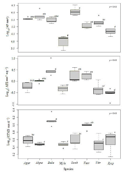 Atributos foliares por especie, AF (área foliar), AFE (área foliar específica), CFMS (contenido foliar de materia seca, Agar (A. aristei), Abpa (A. parviflora), Bala (B. latifolia), Myle (M. leucoxyla), Soob (S. oblongifolium), Vast (V. stipularis), Vitr (V. triphyllum) y Xysp (X.spiculifera), especies con letras diferentes presentan diferencias significativas.