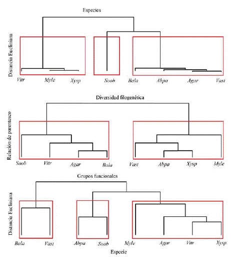 Análisis de conglomerado de acuerdo a la frecuencia y abundancia de las especies en las APIRE, diversidad filogenética y atributos funcionales, Agar (A. aristei), Abpa (A. parviflora), Bala (B. latifolia), Myle (M. leucoxyla), Soob (5. oblongifolium), Vast (V. stipularis), Vitr (V. triphyllum) y Xysp (X. spiculifera).
