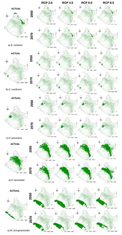 Distribución potencial de los nichos ecológicos actuales y proyectadas para los años 2050 y 2070, en cuatro escenarios de cambio climático: RCP2.6, RCP4.5, RCP6.0 y RCP8.5 de las especies a) B. coriacea b) C. candicans c) H. peruviana d) K. lanceolata e) W. brongniartioides.