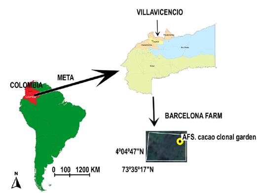 Close photo location of AFS T. cacao clonal garden at Barcelona farm, Unillanos University, Villavicencio city, Meta state, Colombia.