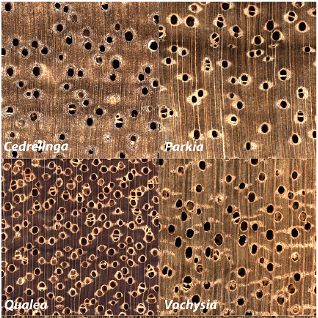XyloTron images of the pair (top, middle and bottom) of true class (left) and predicted class (right) for each of the three class-pair misidentifications in the model. 