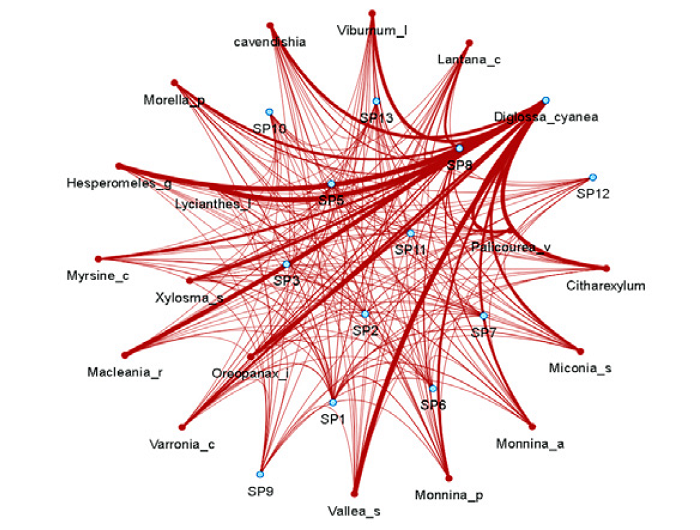 Frecuencia de interacci&oacute;n entre las plantas ornit&oacute;coras (c&iacute;rculo rojo) y las aves frug&iacute;voras (c&iacute;rculo azul claro) en la red del bosque de referencia, a partir de la abundancia (plantas y aves) y la coincidencia de rasgos (tama&ntilde;o del fruto y la comisura de las aves); donde, a mayor grosor de la l&iacute;nea mayor frecuencia de interacci&oacute;n. Se muestra la especie Diglossa cyanea como la especie con mayor frecuencia de interacci&oacute;n con las plantas ornit&oacute;coras. Las dem&aacute;s especies de aves se representan con las abreviaturas: SP1 (Anisognathus igniventris), SP2 (Atlapetes pallidinucha), SP4 (Chlorornis riefferii), SP5 (Icterus chrysater), SP6 (Mimus gilvus), SP7 (Pheucticus aureoventris), SP8 (Patagioenas fasciata), SP9 (Tyrannus tyrannus), SP10 (Penelope montagnii), SP11 (Thraupis cyanocephala), SP12 (Turdus fuscater) y SP13 (Thraupis palmarum).
