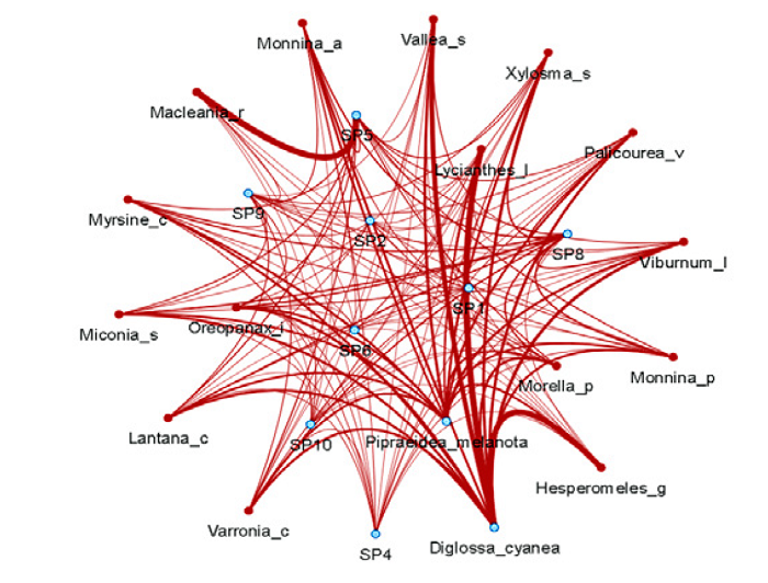 Frecuencia de interacci&oacute;n entre plantas ornit&oacute;coras (c&iacute;rculo rojo) y aves frug&iacute;voras (c&iacute;rculo azul claro) en la red del bosque restaurado a partir de la abundancia (plantas y aves) y la coincidencia de rasgos (tama&ntilde;o del fruto y la comisura de las aves); donde, a mayor grosor de la l&iacute;nea mayor frecuencia de interacci&oacute;n. Se muestra la especie Diglossa cyanea (Sp3) y sp 7 (Pipraedea melonata). Las dem&aacute;s especies de aves se representan con las abreviaturas: SP1 (Anisognathus igniventris), SP2 (Atlapetes pallidinucha), SP4 (Icterus chrysater), SP5 (Patagioenas fasciata), SP6 (Pheucticus aureoventris), SP8 (Thraupis cyanocephala), SP9 (Thraupis palmarum) y SP10 (Turdus fuscater).
