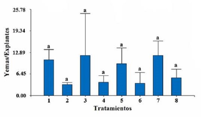 Efecto de los tratamientos sobre el número promedio de yemas por explantes en los segmentos de hojas y entrenudos sin diferencias significativas entre tratamientos, a un nivel de confianza de 0.05