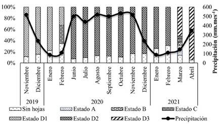 Densidad y ontogenia foliar de H. brasiliensis para los estados de desarrollo A (desarrollo inicial del meristemo foliar), B (hojas rojas inmaduras), C (hojas verde claro inmaduras), D1 (hojas maduras 2019), D2 (hojas maduras 2020) y D3 (hojas maduras 2021); y precipitación media mensual histórica en el municipio de El Bagre, Antioquia.
