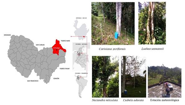 Localización del sitio de estudio y especies nativas aisladas, i.e., Cariniana pyriformis, Cedrela odorata, Luehea semannii, Nectandra reticulata, en paisajes modificados de la cuenca del Magdalena Medio colombiano