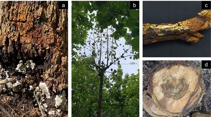 Sntomas encontrados en rboles enfermos de Tectona grandis. a) Pudricin en la base del tronco con cuerpos fructferos del hongo, b) defoliacin, c) pudricin de la raz, d) lneas de pudricin encontradas en madera. Provincia de Guanacaste, Costa Rica.