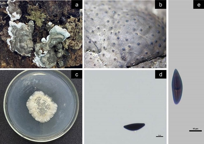 Kretzschmaria zonata. a) Astroma, b) peritecios, c) crecimiento micelial en PDA, d y e) ascospora. Escala: 10 m