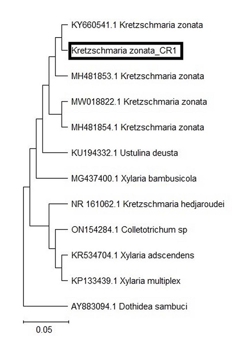 rbol filogentico basado en secuencias de ADN ITS de aislados representativos de K. zonata y otras especies de Xylariaceaes. El rbol se enraiz con el aislado de Dothidea sambuci. K. zonata_CR1 est resaltada en el rbol.La barra de escala indica el nmero de sustituciones por sitio