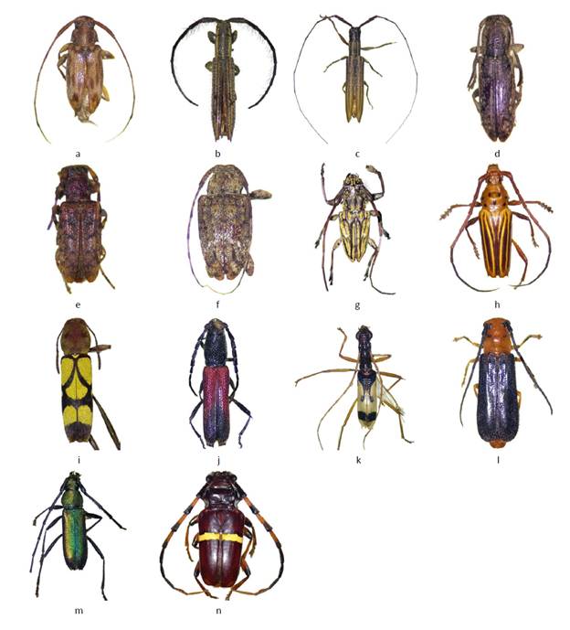 Ceramb�cidos presentes en plantaciones de E. urograndis. Lamiinae: a. Lepturges sp.; b. Dorcasta dasycera; c. Hippopsis meinerti; d. Adetus tayronus; e. Estola sp. f. Oedopeza sp.; g. Steirastoma histrionica; Cerambycinae: h. Oxymerus aculeatus lebasi; i. Pirangoclytus amaryllis; j. Ceralocyna sp.; k. Hexoplon albipenne; l. Epipodocarpus sp.; m. Chrysoprasis chevrolati; n. Trachyderes succinctus succinctus.