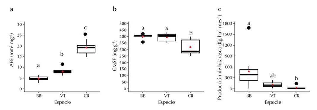 Gráficos de caja de los rasgos foliares: a) AFE, b) CMSF y c) producción de hojarasca. BB = B. bullata, VT = V. triphyllum y CR = C. ruscifolia. Letras diferentes indican diferencias significativas con p < 0.05. Los puntos rojos indican la media de cada especie.