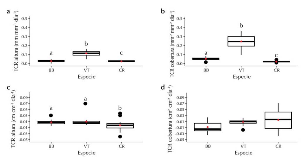 Gráficos de cajas de las TCR de las plántulas en vivero y en campo: a) TCR en altura en vivero, b) TCR en cobertura en vivero, c) TCR en altura en campo y d) TCR en cobertura en campo. BB = B. bullata, VT = V. triphyllum y CR = C. ruscifolia. Letras diferentes indican diferencias significativas con p < 0.05. Los puntos rojos indican la media de cada especie.