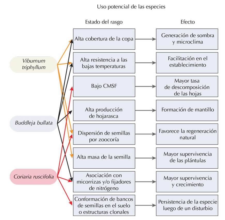 Diagrama esquemático del uso potencial de las especies a partir de los estados de los rasgos funcionales y su posible efecto en los procesos del ecosistema a restaurar